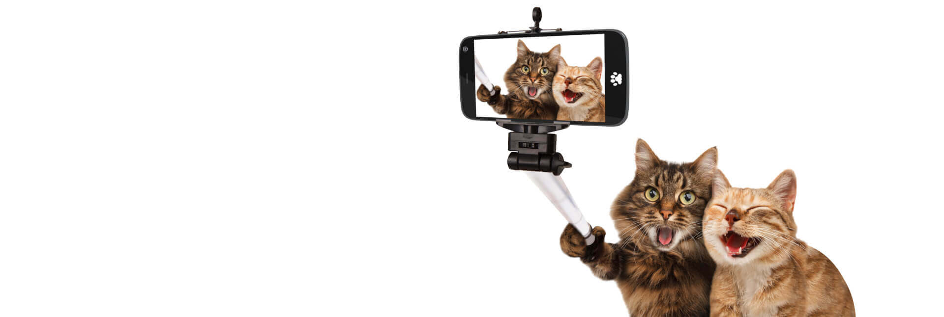 cats taking selfie