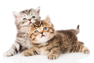 Two british kittens looking up