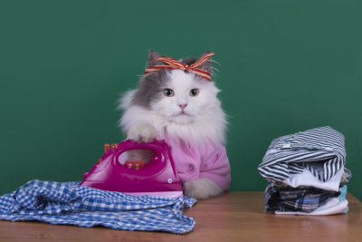 cat wearing clothes